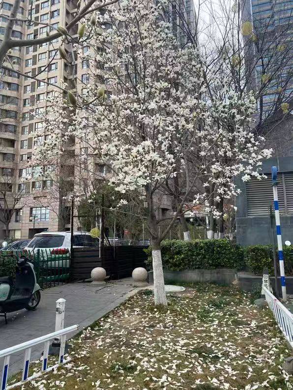 有的春天还没来，有的春天已经落一地了